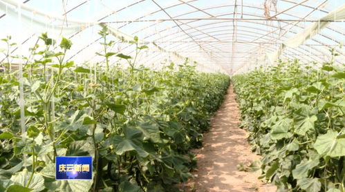 蔬菜种植主打 优质牌 ,庆云县打造全域优质农产品生产基地