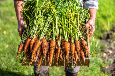 农民拿着胡萝卜从土壤,从当地农业,有机蔬菜生产收获从花园,秋天丰收的季节
